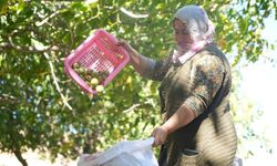 Muş’un bu köyünde 109 yıldır aynı ritüelle ceviz hasadı yapılıyor