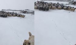 Kar yağışı sürü sahiplerine zor anlar yaşattı