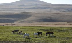 Kars’ta yılkı atları görüntülendi