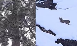 Dersim’in kırmızı listedeki vaşakları poz verdi