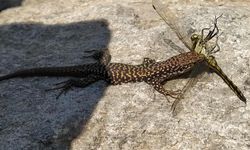 Kuş cenneti Nemrut Kalderası