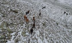 Kar altında yiyecek arayan yılkı atları havadan görüntülendi