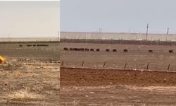 Mardin'de domuz sürüsü görüntülendi