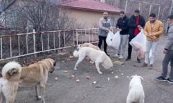 Sokak hayvanları için seferberlik başlatıldı