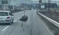 Diyarbakır'da çiftlikten kaçan deve kuşu trafiği birbirine kattı