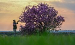 Bir kent daha, erken baharla renklendi