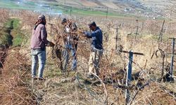 Diyarbakır Ergani'de bağ budama zamanı