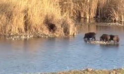 Diyarbakır’da domuz sürüsü Dicle Nehri'ni geçti