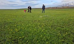Bitlis'in Saklı Cenneti: Cil Gölü ve Sütey Yaylası