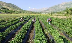 Güneydoğu’nun en lezzetli ürününde hasat zamanı