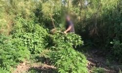 Dicle Nehri adacıklarında kenevir operasyonu