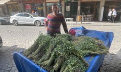Diyarbakır’da yeşil nohut zamanı