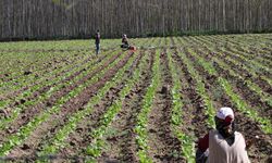 Diyarbakır'ın 8 bin yıllık bahçesinde kesintisiz tarım