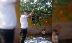Diyarbakır’da dut pekmezi için mesai başladı