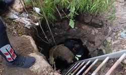 Diyarbakır’da kuyuya düşen koyun böyle kurtarıldı