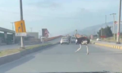 Deve kuşu trafiği alt üst etti