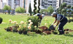 Diyarbakır gül kokacak