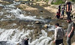 İnci kefalinin göçü ilgi odağı oldu