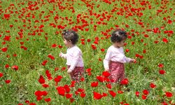 Gelincik tarlasında görsel şölen, işte o konum!