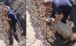 Diyarbakır'da kanalizasyon borusunda sıkışan kuzunun imdadına itfaiye yetişti
