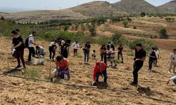 Mardin'de Deyrulzafaran Manastırında zeytin dikimi
