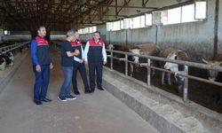 Kurbanlık için Muş’tan 30 bin hayvan sevk edildi
