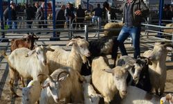 Şap alarmı: 15 mahalle karantinaya alındı