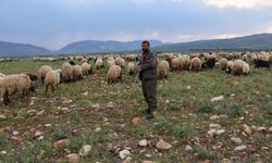 Şırnak'ta 1 milyon hayvanın yayla yolculuğu başladı