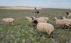 Diyarbakır'ın fenomen çobanı: 1 milyon kişiye erişti