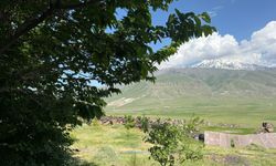 Çorak araziyi ağaçlarla yeşertti