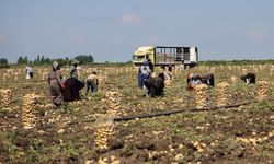 Hasadı başlayan patateste fiyatlar düştü