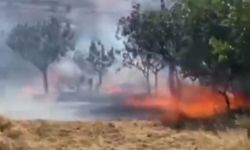 Siirt’te yangın felaketi, fıstık ağaçları kül oldu