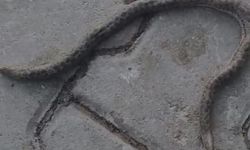 Elazığ'da çift başlı yılan tedirginliği!