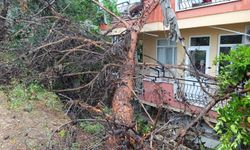 Dev ağaç binanın üzerine devrildi