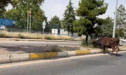Diyarbakır trafiğinde büyük tehlike!