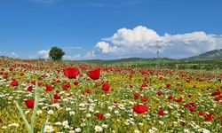Diyarbakır’da cennetten bir köşe!