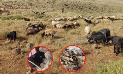 Diyarbakır’da su krizi: Binlerce hayvan susuz kaldı!
