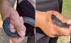 Kameralara “Zararsız” diye gösterdiği yılan elini ısırdı!