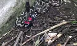 Su kuyusundaki 3 engerek yılanı çıkarıldı