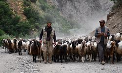 Göçerlerin yayla yolculuğu tamamlandı