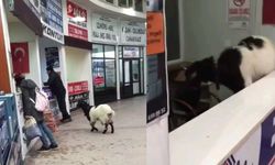 Otogara giren keçi çekmeceden paraları alıp kaçtı