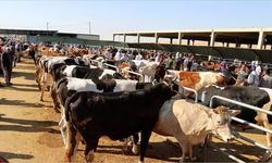 Diyarbakır'da 4 bin 25 kurban hissesinin eti dağıtılacak