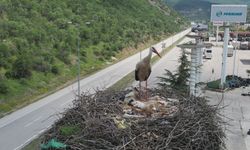 Leylek otelin yavruları dünyaya geldi