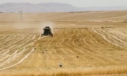 Mezopotamya'da bereket sezonu! Herkes kısmetinin peşinde