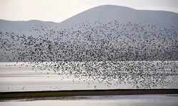 Muş Ovası'nda kuş hareketliliği