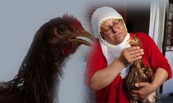 Türkiye’nin konuştuğu olay! Çocuk gibi ağlayan tavuğuna kıyamadı