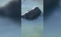 Diyarbakır’da Dicle Nehri’nin kıymeti bilinmeyen sakini