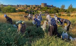 Diyarbakır’ın tarihi surlarında kapari mesaisi