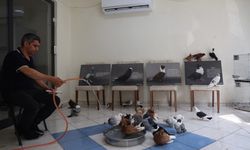 Diyarbakır’da güvercinlere 5 yıldızlı otel konforunda hizmet