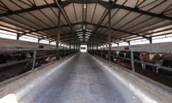 Diyarbakır’da hayvan alım satımında bir ilk!